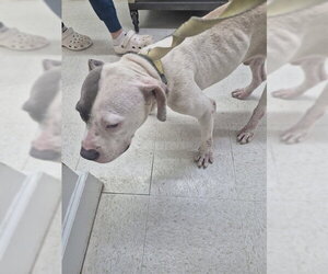 Mutt Dogs for adoption in Temple, TX, USA