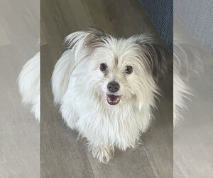 Papillon Dogs for adoption in Hudson, NY, USA