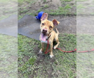 American Pit Bull Terrier Dogs for adoption in St. Cloud, FL, USA