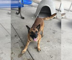 German Shepherd Dog Dogs for adoption in Chula Vista, CA, USA