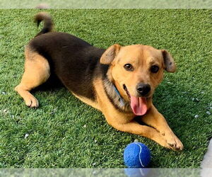 Chiweenie Dogs for adoption in Moreno Valley, CA, USA