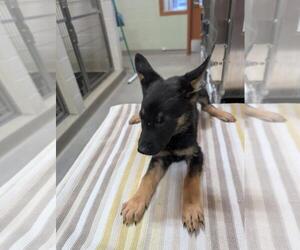 German Shepherd Dog-Unknown Mix Dogs for adoption in Upland, CA, USA