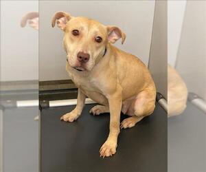 American Pit Bull Terrier-Unknown Mix Dogs for adoption in Fayetteville, NC, USA