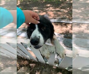 Border Collie Dogs for adoption in San Antonio, TX, USA