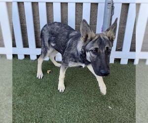 German Shepherd Dog-Unknown Mix Dogs for adoption in Modesto, CA, USA
