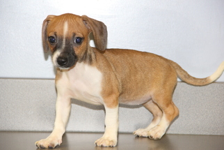 Dachshund-Unknown Mix Dogs for adoption in Mount Carmel, IL, USA
