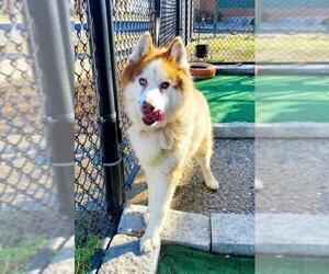 Siberian Husky Dogs for adoption in Perth Amboy, NJ, USA