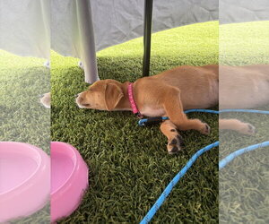 Mutt Dogs for adoption in Kannapolis, NC, USA
