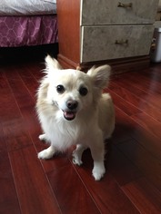 Malchi Dogs for adoption in Bellevue, WA, USA