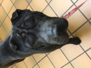 Chinese Shar-Pei Dogs for adoption in Averill Park, NY, USA