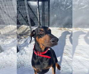 Doberman Pinscher Dogs for adoption in Frisco, CO, USA