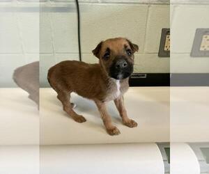 Rat Terrier-Unknown Mix Dogs for adoption in Corpus Christi, TX, USA