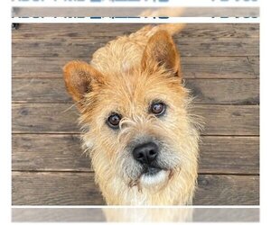 Cairwich Terrier Dogs for adoption in Agoura Hills, CA, USA