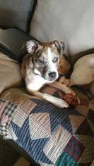 Boston Terrier-Unknown Mix Dogs for adoption in Bristol, TN, USA