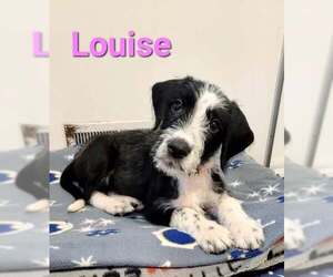 Mutt Dogs for adoption in Des Moines, IA, USA