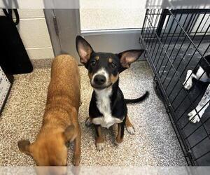Labrador Retriever-Unknown Mix Dogs for adoption in Pueblo, CO, USA