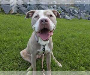 American Pit Bull Terrier-Unknown Mix Dogs for adoption in Millersville, MD, USA