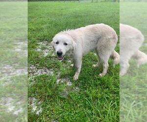 Great Pyrenees Dogs for adoption in New Smyrna Beach, FL, USA