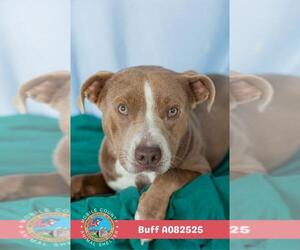 American Bulldog-Unknown Mix Dogs for adoption in Mobile, AL, USA