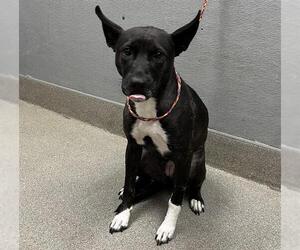 German Shepherd Dog-Unknown Mix Dogs for adoption in Las Vegas, NV, USA