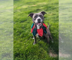 American Pit Bull Terrier-Unknown Mix Dogs for adoption in Polson, MT, USA