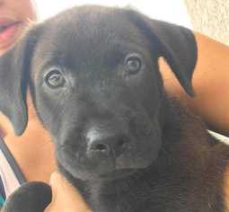 Mastador Dogs for adoption in Tucson, AZ, USA