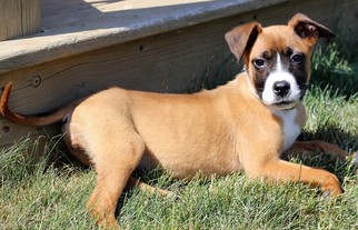 Medium Photo #1 Bullboxer Pit Puppy For Sale in Livonia, MI, USA