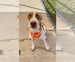 Pointer-Unknown Mix Dogs for adoption in Tulsa, OK, USA