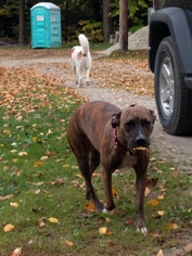 Bullboxer Pit Dogs for adoption in Essex, VT, USA