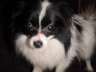 Papillon Dogs for adoption in Ripon, CA, USA