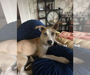 Catahoula Leopard Dog-Labrador Retriever Mix Dogs for adoption in Lakewood, CO, USA