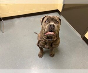 Mastiff-Unknown Mix Dogs for adoption in Denver, CO, USA