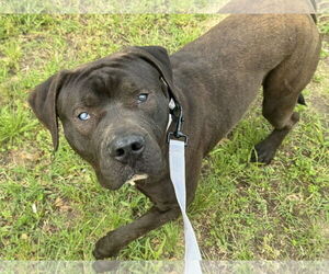 American Pit Bull Terrier-Unknown Mix Dogs for adoption in Millersville, MD, USA