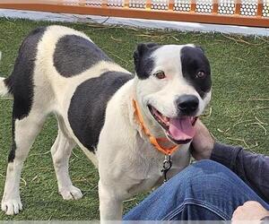 American Pit Bull Terrier-Unknown Mix Dogs for adoption in Las Vegas, NV, USA