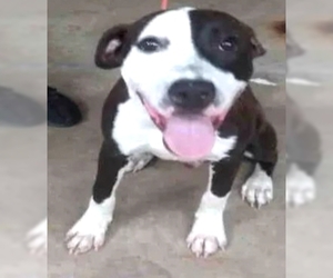 Labrador Retriever Dogs for adoption in Melrose, FL, USA