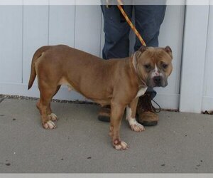 American Pit Bull Terrier Dogs for adoption in Louisville, KY, USA