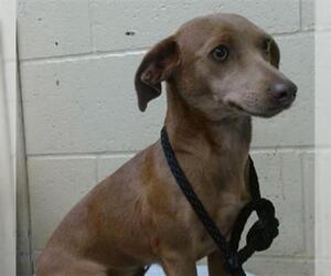 Mutt Dogs for adoption in Downey, CA, USA