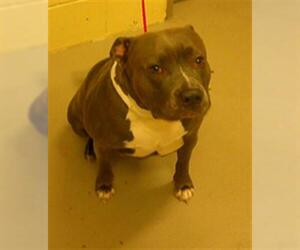 American Pit Bull Terrier Dogs for adoption in Sanford, FL, USA