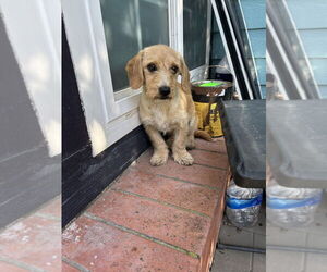Dachshund-Unknown Mix Dogs for adoption in San Diego , CA, USA