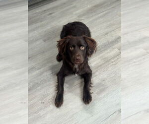 Boykin Spaniel Dogs for adoption in Oak Bluffs, MA, USA