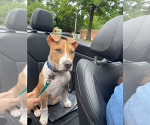 Retriever -Unknown Mix Dogs for adoption in Holly Springs, NC, USA