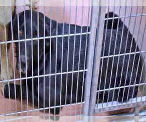 Sheprador Dogs for adoption in Ogden, UT, USA