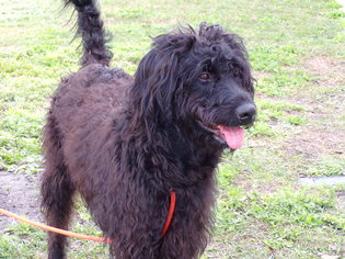 Labradoodle Dogs for adoption in Sanford, FL, USA