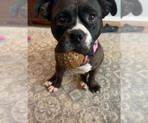 Bulldog-Unknown Mix Dogs for adoption in San Antonio, TX, USA