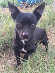 Chiweenie Dogs for adoption in Weatherford, OK, USA