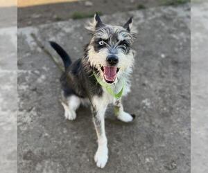 Cairn Terrier-Siberian Husky Mix Dogs for adoption in Modesto, CA, USA