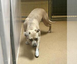 American Pit Bull Terrier Dogs for adoption in Martinez, CA, USA