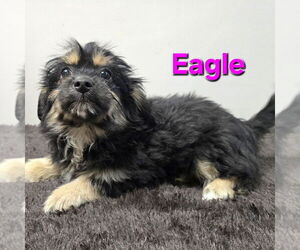 Spaniel-Unknown Mix Dogs for adoption in Modesto, CA, USA