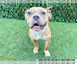 Staffordshire Bull Terrier Dogs for adoption in West Palm Beach, FL, USA