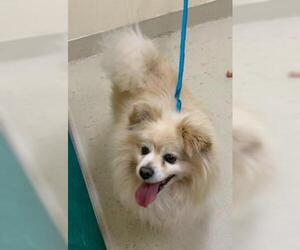 Pomeranian Dogs for adoption in Fremont, CA, USA